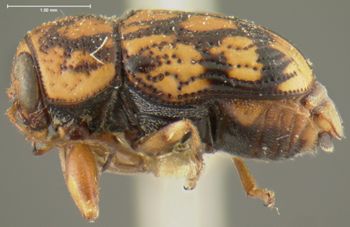Media type: image;   Entomology 24962 Aspect: habitus lateral view